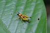 Hippariacris latona